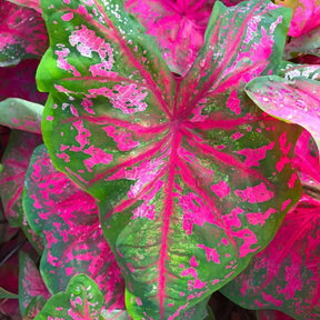 Caladium Tinhorão – 500 Sementes Variadas de Espécies Raras de Colecionador