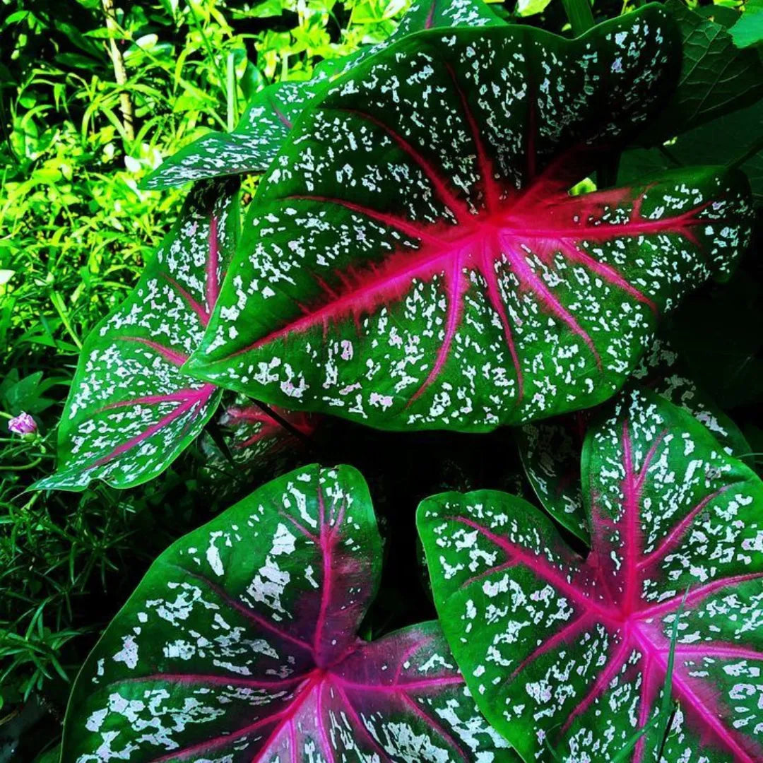 Caladium Tinhorão – 500 Sementes Variadas de Espécies Raras de Colecionador