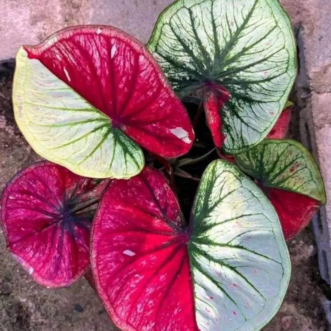 Caladium Tinhorão – 500 Sementes Variadas de Espécies Raras de Colecionador