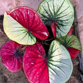 Caladium Tinhorão – 500 Sementes Variadas de Espécies Raras de Colecionador