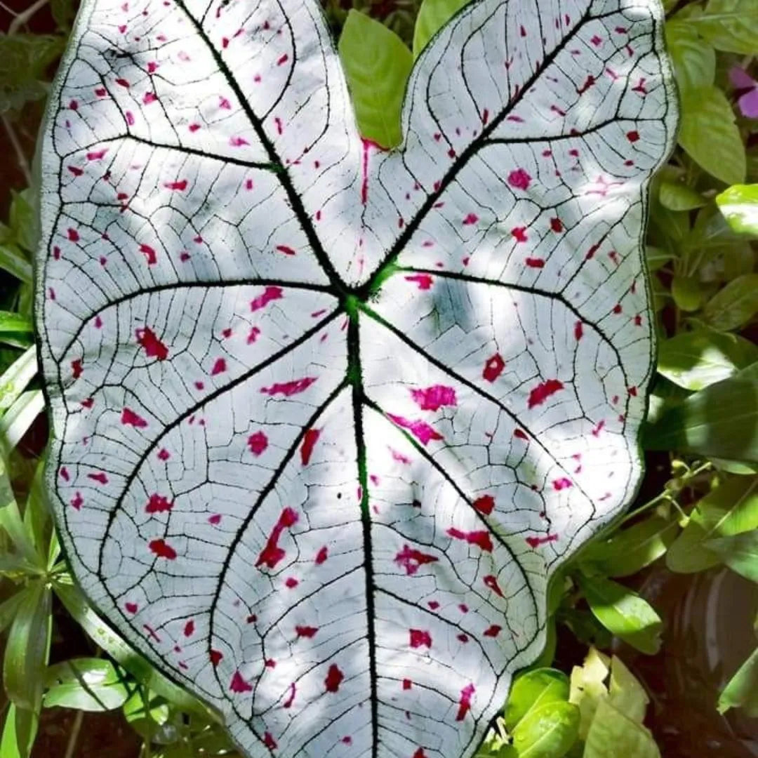 Caladium Tinhorão – 500 Sementes Variadas de Espécies Raras de Colecionador