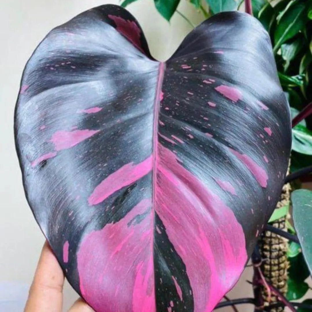 Caladium Tinhorão – 500 Sementes Variadas de Espécies Raras de Colecionador