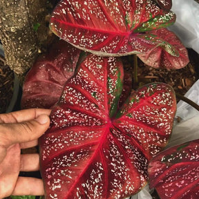 Caladium Tinhorão – 500 Sementes Variadas de Espécies Raras de Colecionador