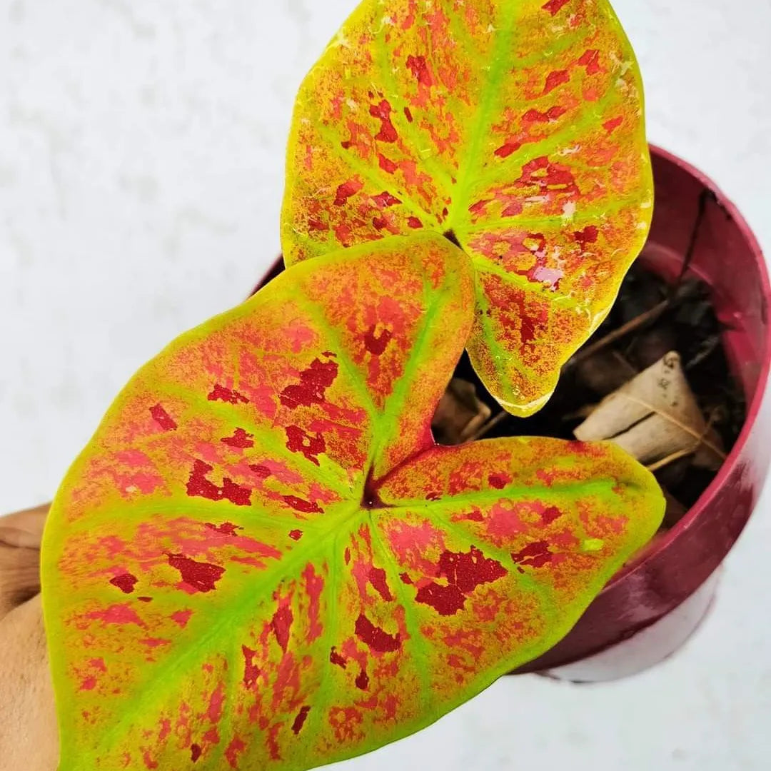 Caladium Tinhorão – 500 Sementes Variadas de Espécies Raras de Colecionador