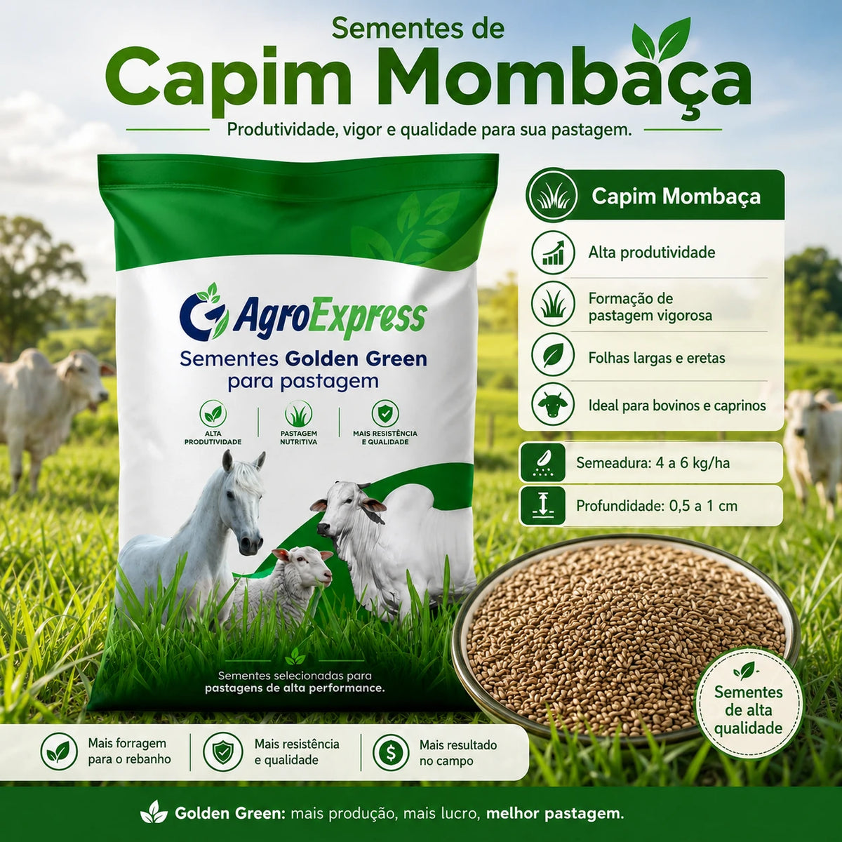 Sementes de capim Mombaca pastagem alta produtividade para bovinos