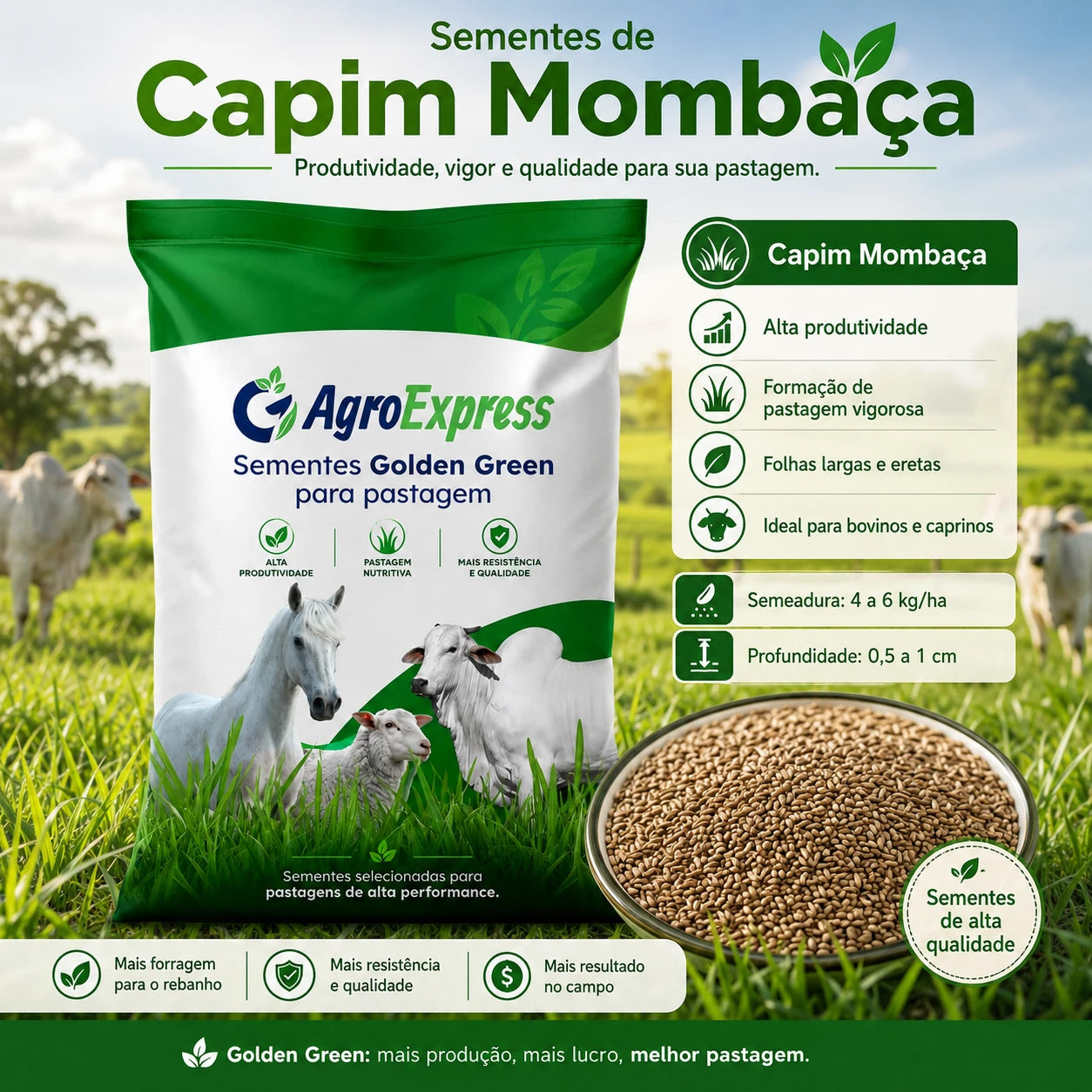 Sementes de Capim Mombaça — Pastagem Alta Produtividade