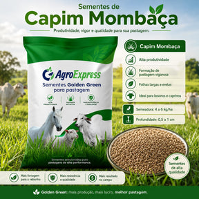 Sementes de Capim Mombaça — Pastagem Alta Produtividade