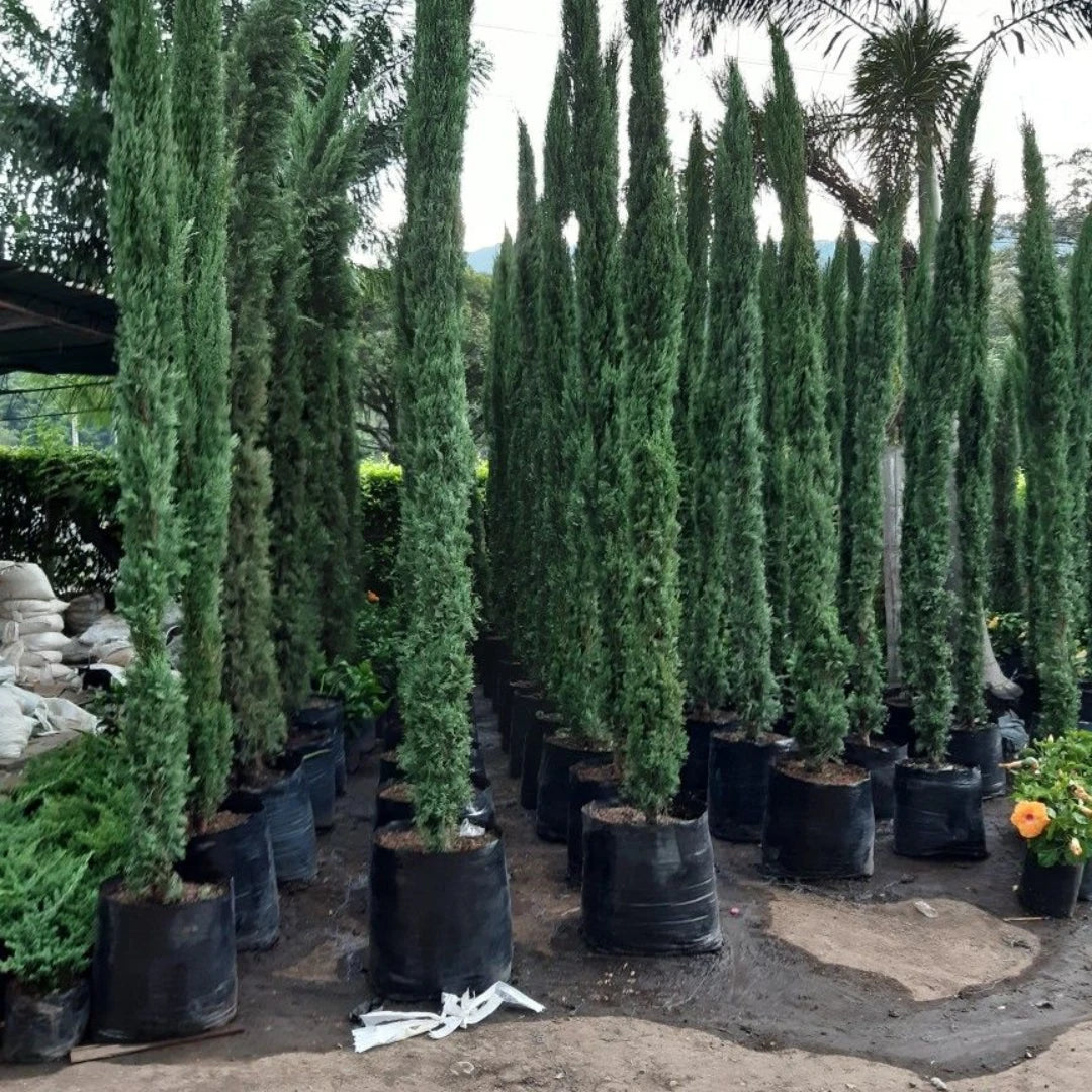 Cipreste Italiano - 100 Sementes + Manual de Cultivo - Envio Rápido