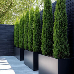 Cipreste Italiano - 100 Sementes + Manual de Cultivo - Envio Rápido