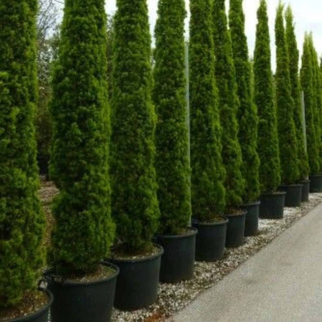 Cipreste Italiano - 100 Sementes + Manual de Cultivo - Envio Rápido