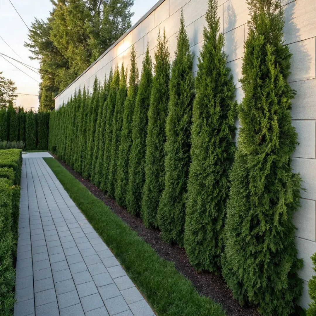 Cipreste Italiano - 100 Sementes + Manual de Cultivo - Envio Rápido