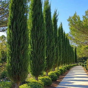 Cipreste Italiano - 100 Sementes + Manual de Cultivo - Envio Rápido