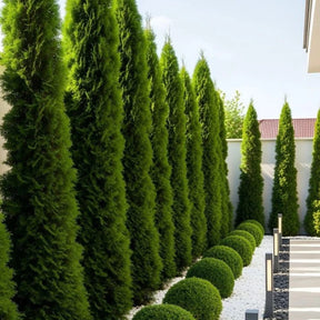 Cipreste Italiano - 100 Sementes + Manual de Cultivo - Envio Rápido