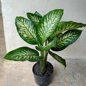 Comigo Ninguém Pode - Kit com 200 Sementes Sortidas de Espécies Variadas + Manual de Cultivo