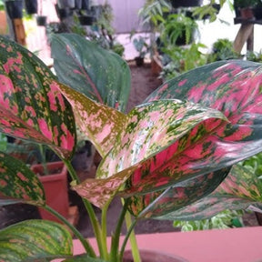 Comigo Ninguém Pode - Kit com 200 Sementes Sortidas de Espécies Variadas + Manual de Cultivo