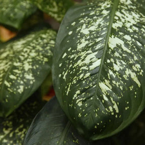 Comigo Ninguém Pode - Kit com 200 Sementes Sortidas de Espécies Variadas + Manual de Cultivo