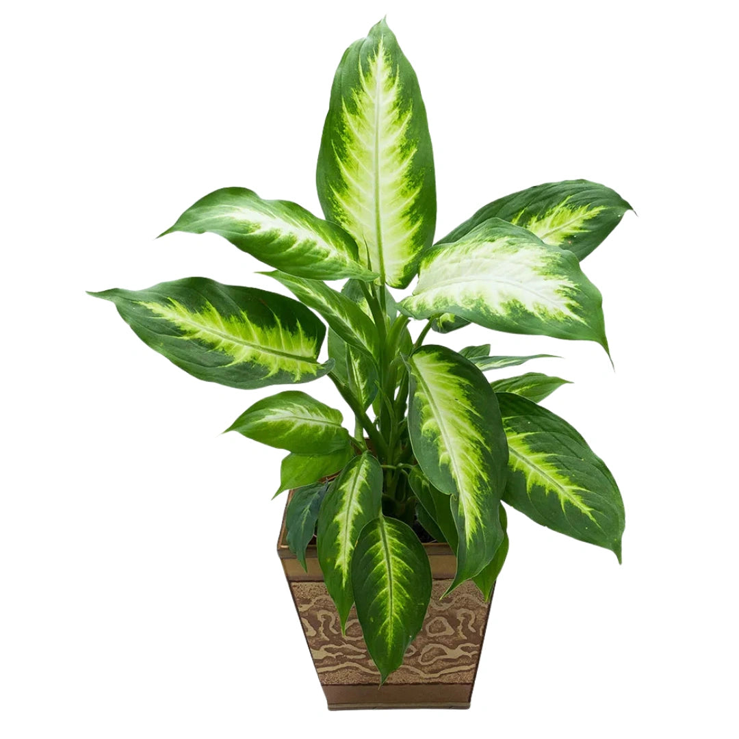 Comigo Ninguém Pode - Kit com 200 Sementes Sortidas de Espécies Variadas + Manual de Cultivo