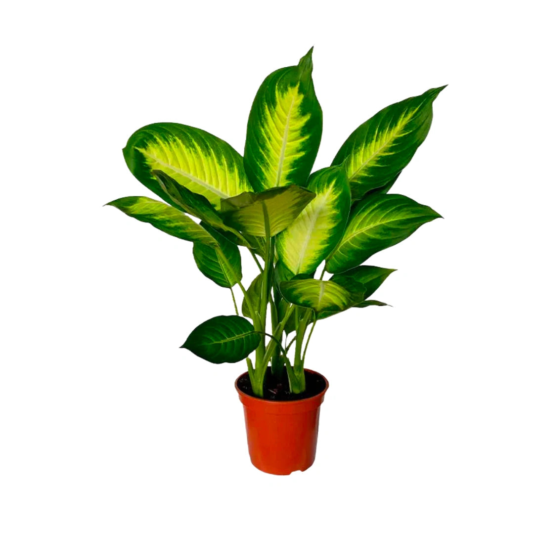 Comigo Ninguém Pode - Kit com 200 Sementes Sortidas de Espécies Variadas + Manual de Cultivo