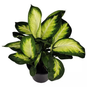 Comigo Ninguém Pode - Kit com 200 Sementes Sortidas de Espécies Variadas + Manual de Cultivo