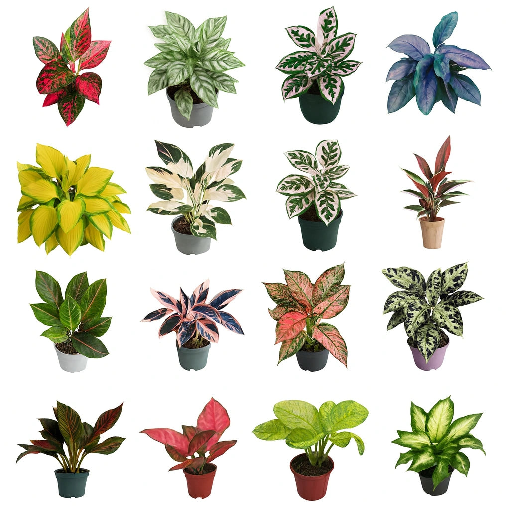 Comigo Ninguém Pode - Kit com 200 Sementes Sortidas de Espécies Variadas + Manual de Cultivo