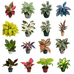 Comigo Ninguém Pode - Kit com 200 Sementes Sortidas de Espécies Variadas + Manual de Cultivo