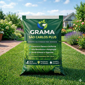 Semente de grama Sao Carlos Plus qualidade premium alta taxa de germinacao