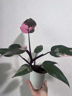 Muda De Philodendron Pink Princess (filodendro Rosa)