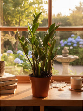 Muda Zamioculca Zami Mini 30cm Planta Da Fortuna
