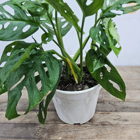 Muda Costela De Eva (monstera Adonsonii)