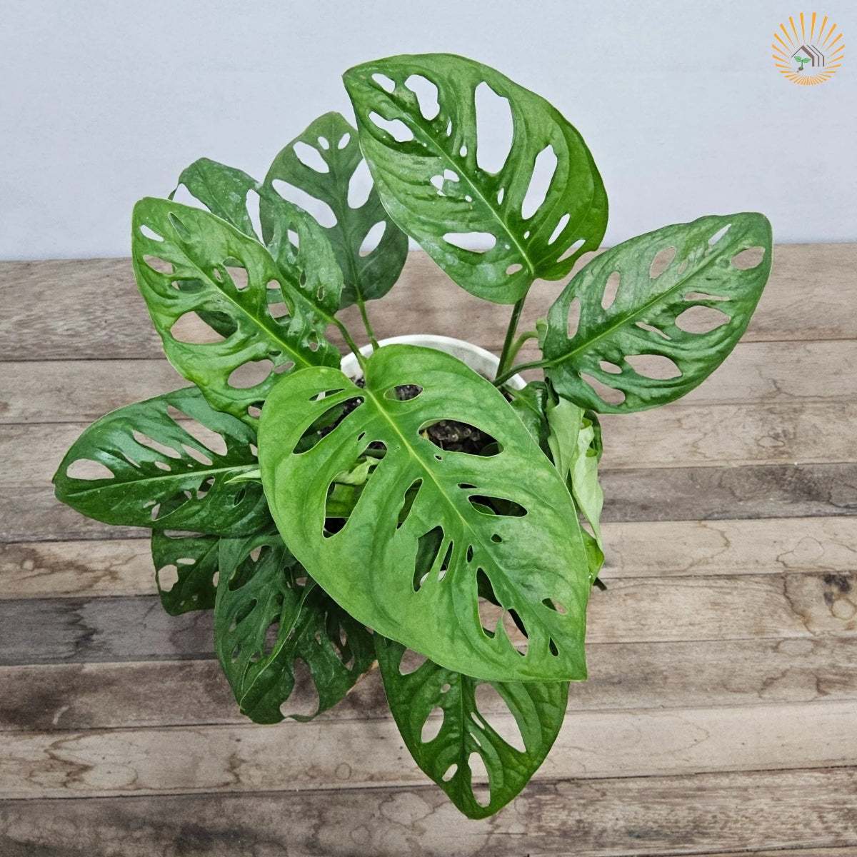 Muda Costela De Eva (monstera Adonsonii)