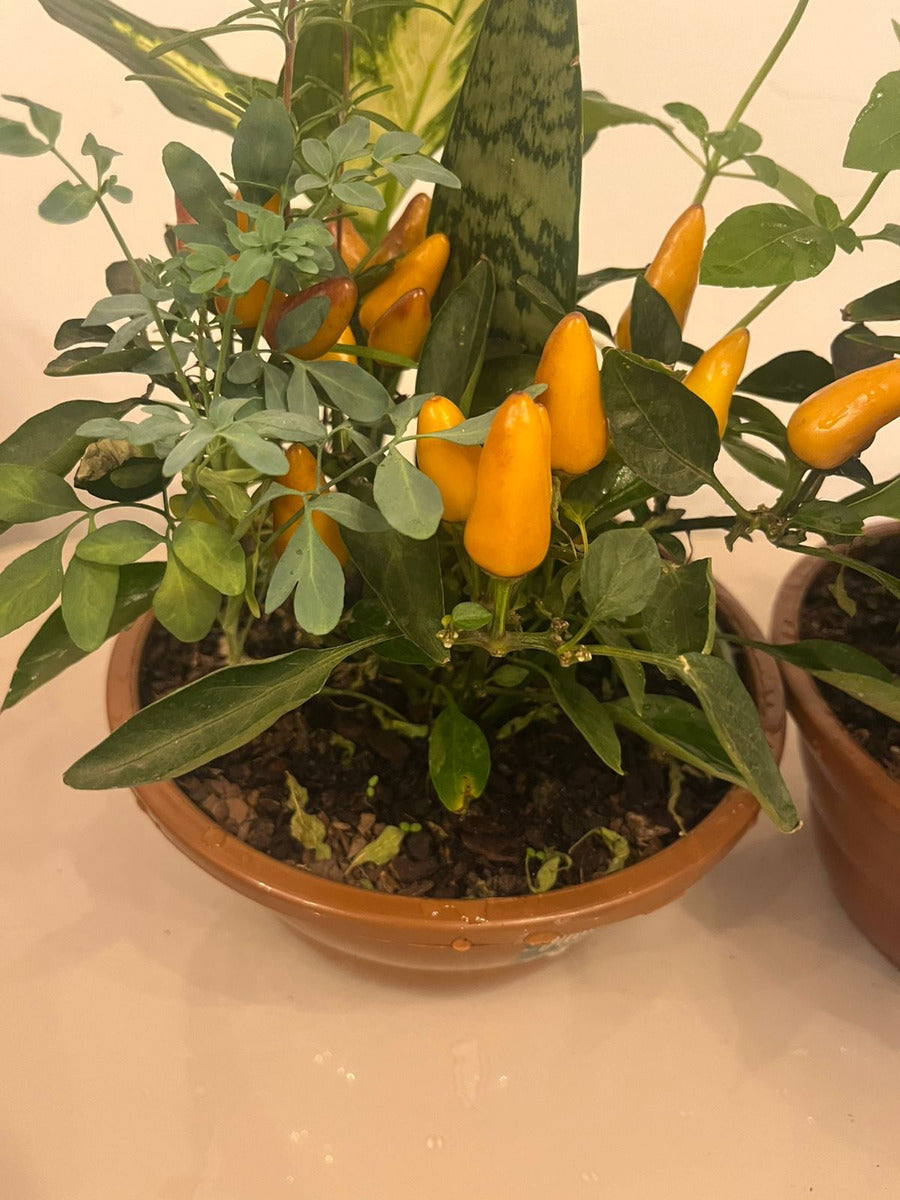 Planta 7 Ervas Viva Em Vaso  Prosperidade E Proteção