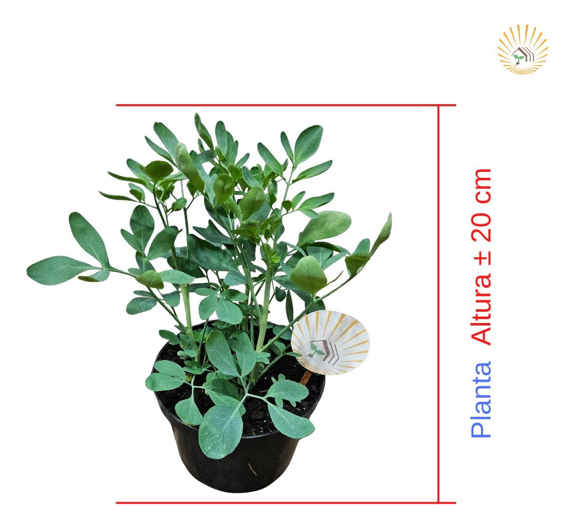 Muda Arruda Orgânico - Planta Medicinal