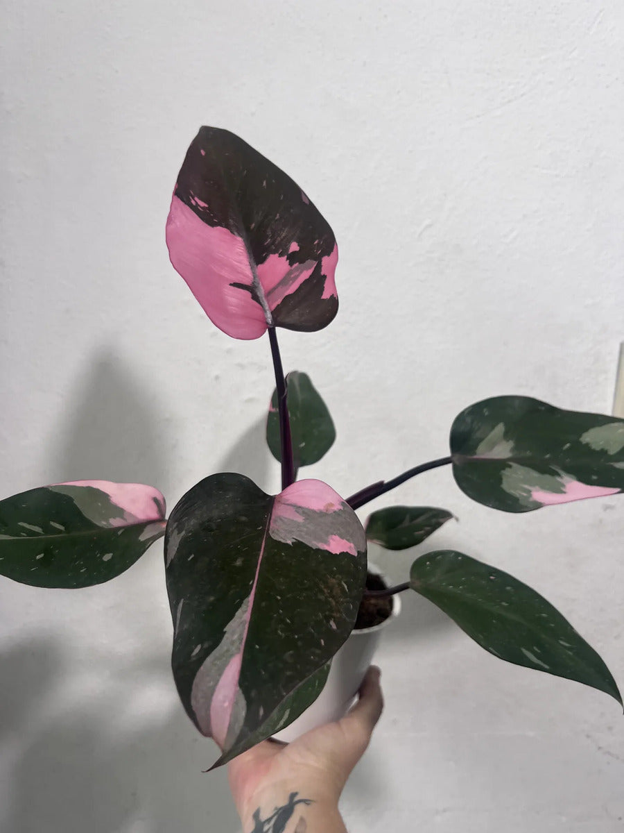 Muda De Philodendron Pink Princess (filodendro Rosa)
