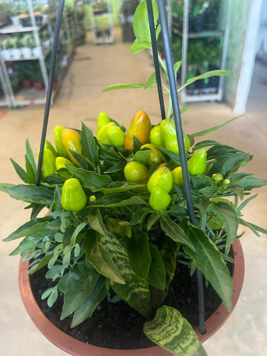 Planta 7 Ervas Viva Em Vaso  Prosperidade E Proteção