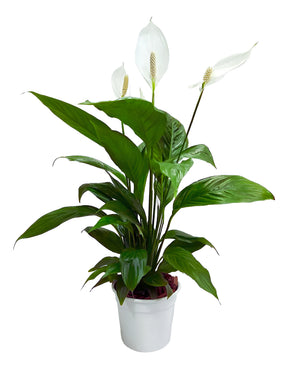 Muda De Lírio Da Paz Natural Ótima Para Purificar o Ar