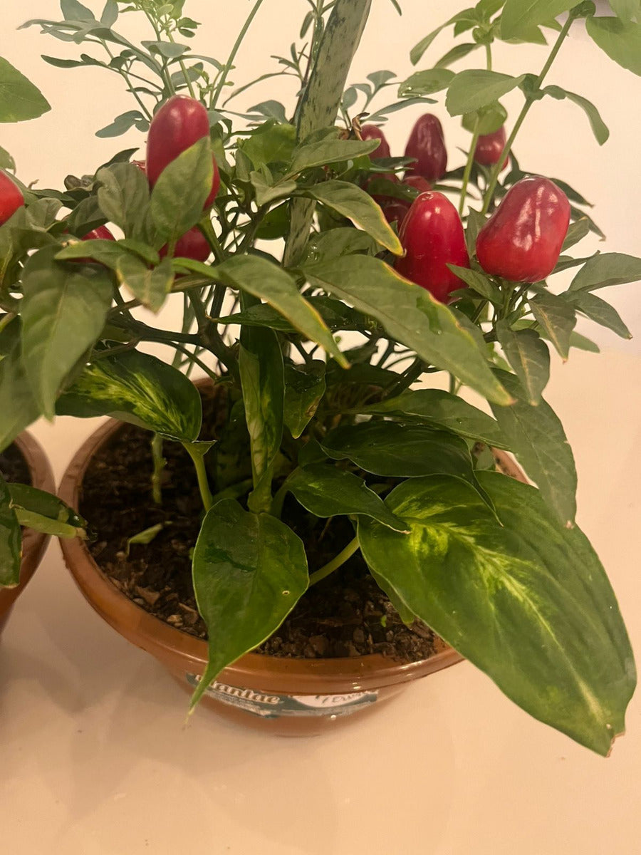 Planta 7 Ervas Viva Em Vaso  Prosperidade E Proteção