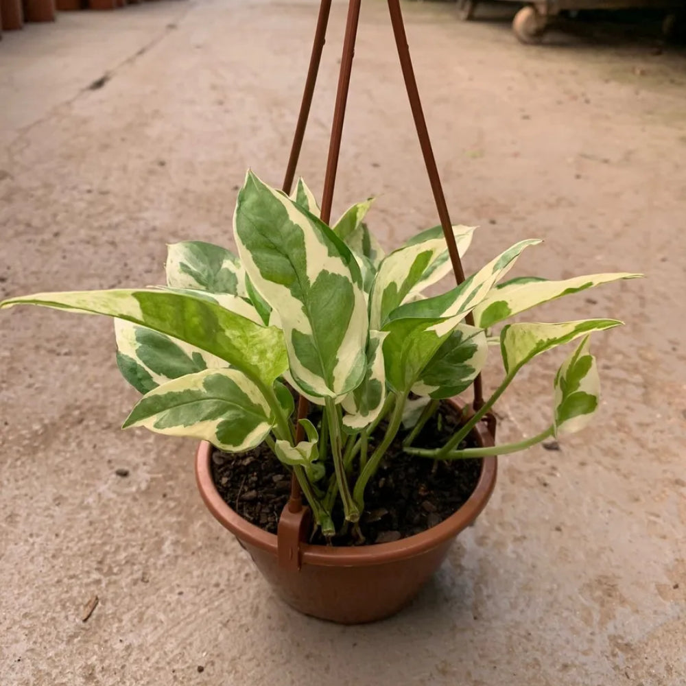 Planta Jiboia Natural Njoy Folhas Variegata Muda Cheia