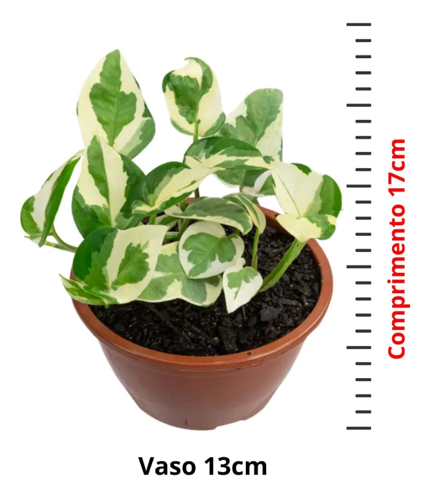 Planta Jiboia Natural Njoy Folhas Variegata Muda Cheia