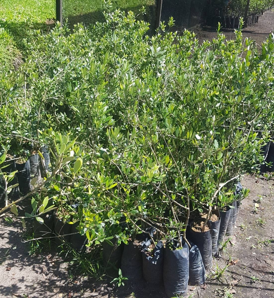 Muda de Oliveira Certificada - Já Produzindo