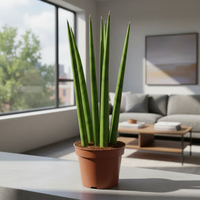 Mini lanca de sao jorge sansevieria para decoracao de interior