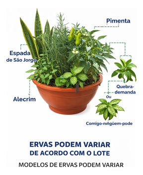 Planta 7 Ervas Viva Em Vaso  Prosperidade E Proteção