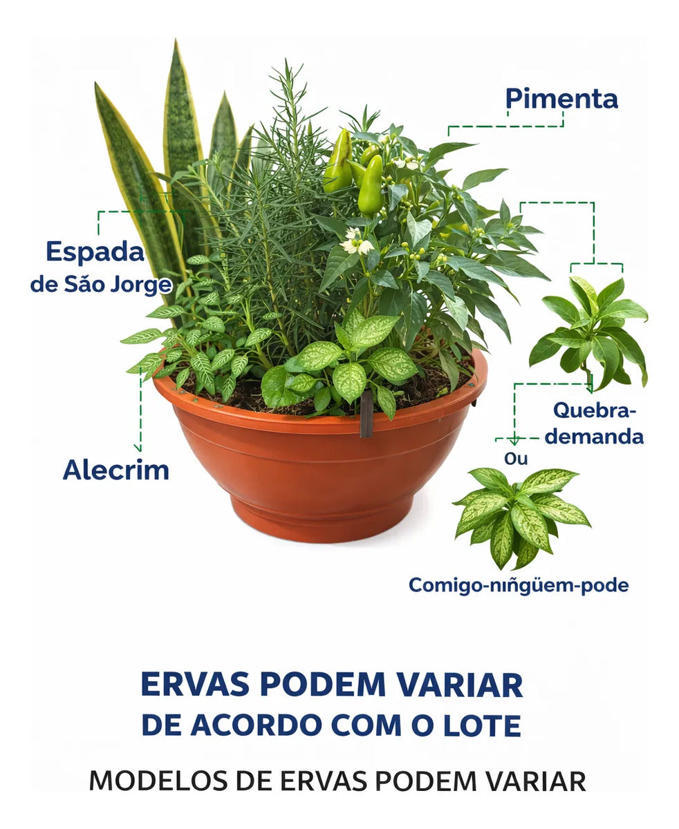 Planta 7 Ervas Viva Em Vaso  Prosperidade E Proteção