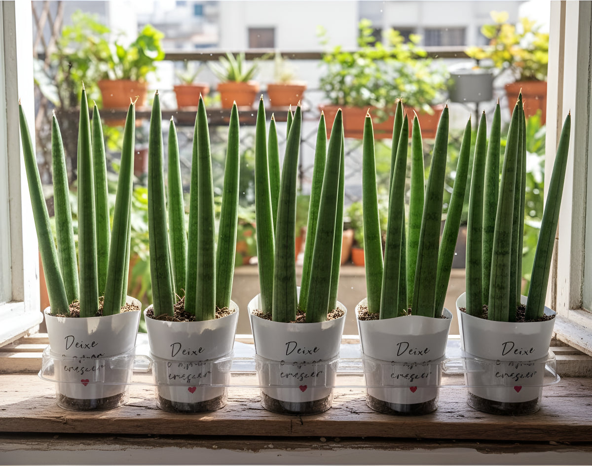 Mini Lança De São Jorge - Sansevieria