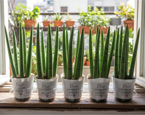 Mini Lança De São Jorge - Sansevieria
