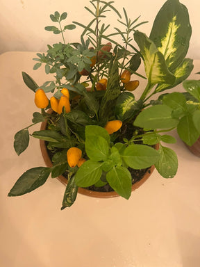 Planta 7 Ervas Viva Em Vaso  Prosperidade E Proteção