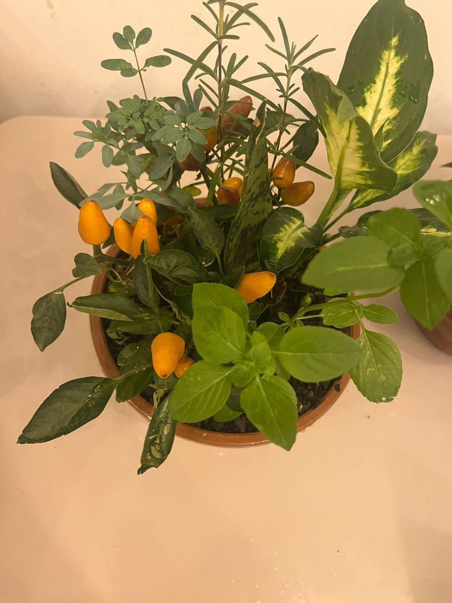 Planta 7 Ervas Viva Em Vaso  Prosperidade E Proteção