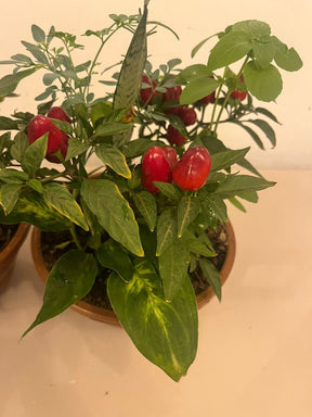 Planta 7 Ervas Viva Em Vaso  Prosperidade E Proteção