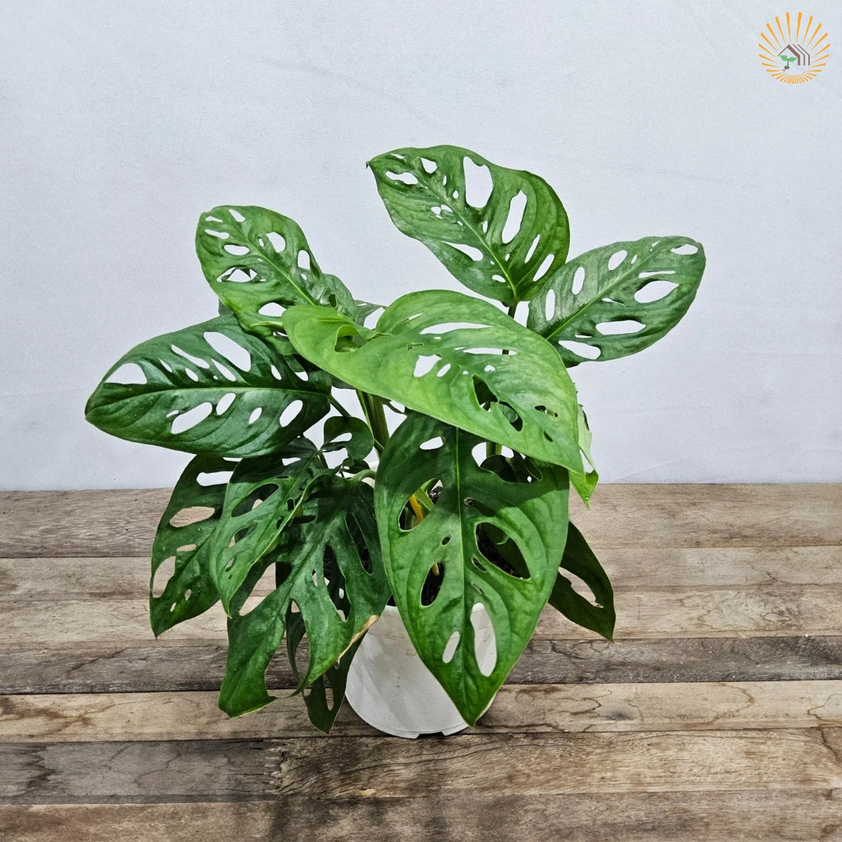 Muda Costela De Eva (monstera Adonsonii)