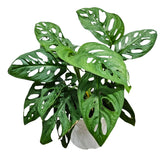 Muda costela de Eva monstera adansonii planta natural para decoracao