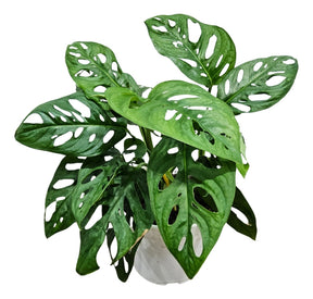 Muda costela de Eva monstera adansonii planta natural para decoracao